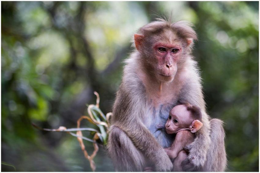 A close-up shot of a mother macaque nurturing her