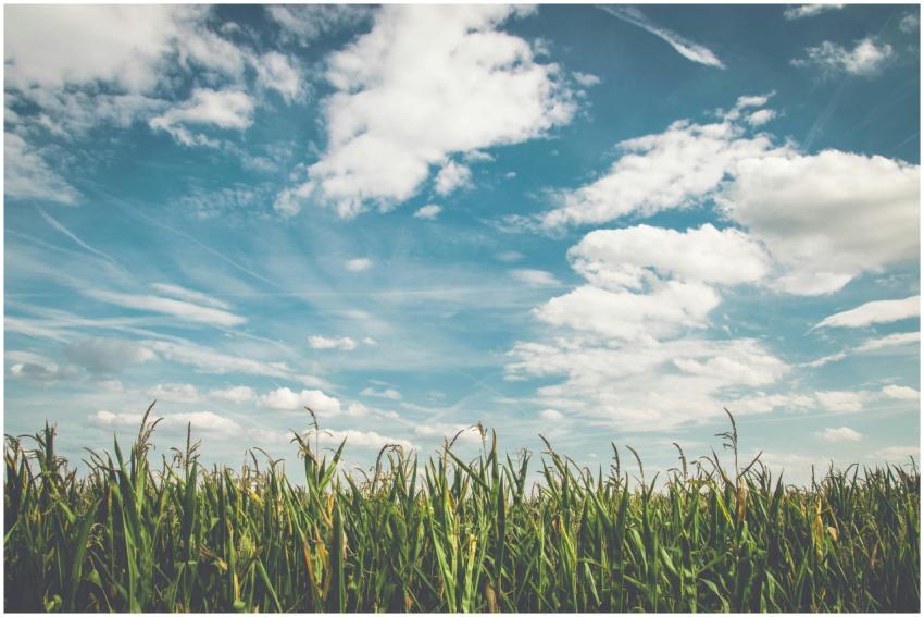 Expansive cornfield stretching beneath a picturesq