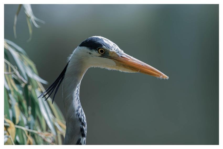 Grey Heron Heron Bird Wildlife