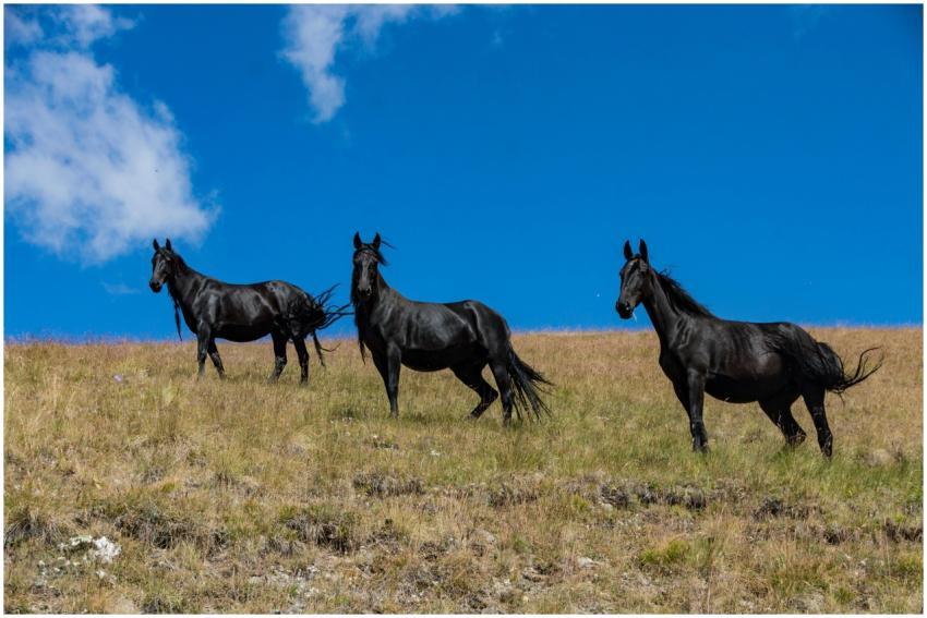 Three black horses galloping freely in a rural fie