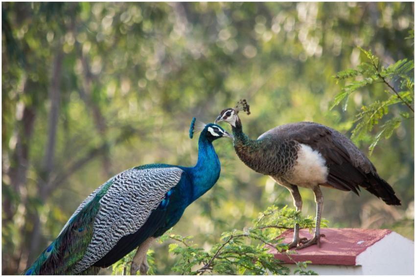 Stunning image of two peacocks interacting in the