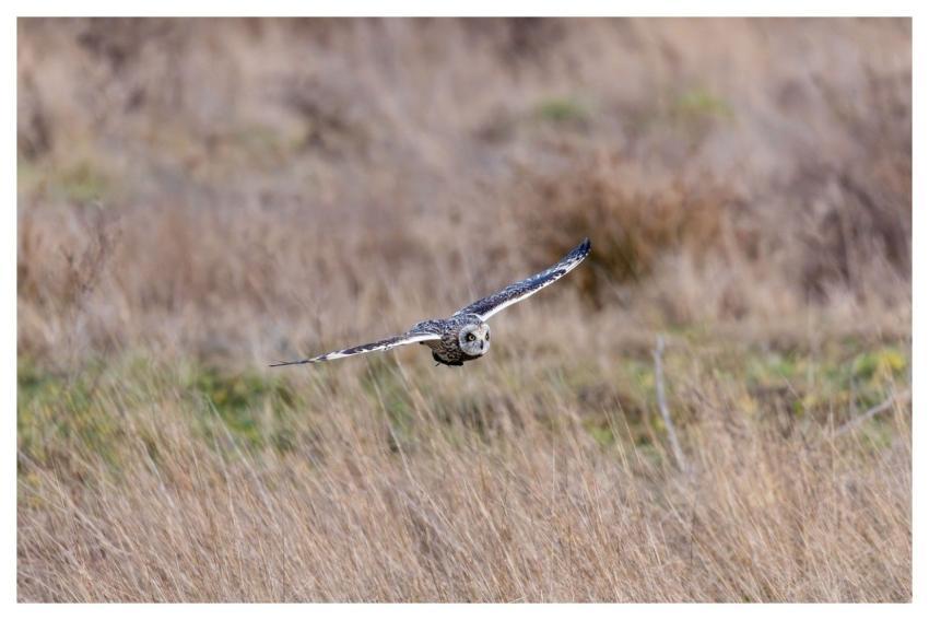 Short-Eared Owl Owl Bird Nature
