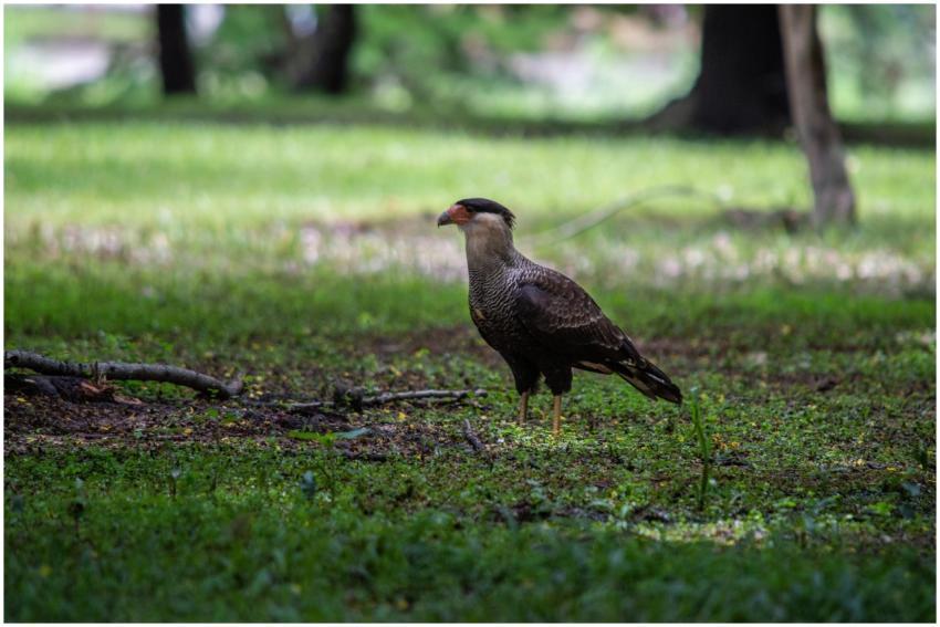 A Crested Caracara standing on forest floor, captu