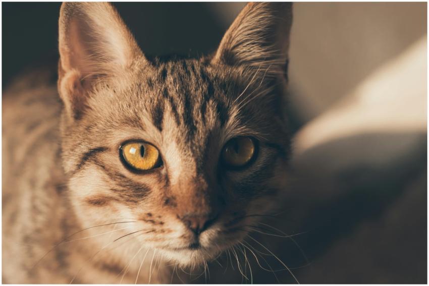 A captivating close-up portrait of a tabby cat wit
