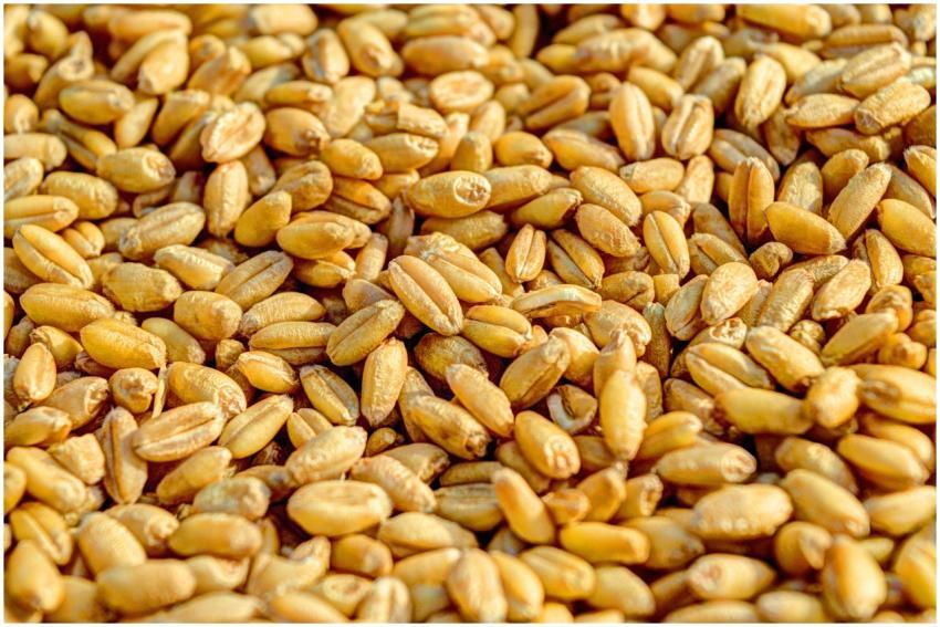 Golden wheat kernels up close, showcasing natural