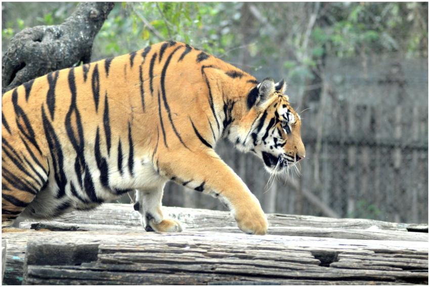 Close-up of a tiger prowling in its natural habita