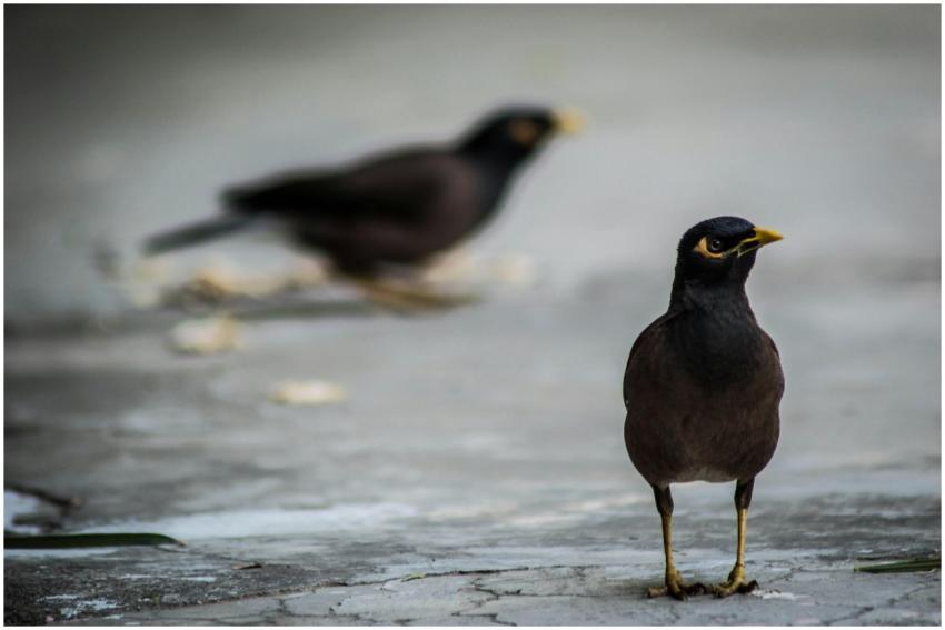 A detailed view of two common mynas standing on a