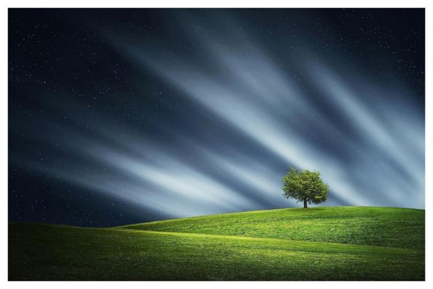 Tree Night Nature Landscape