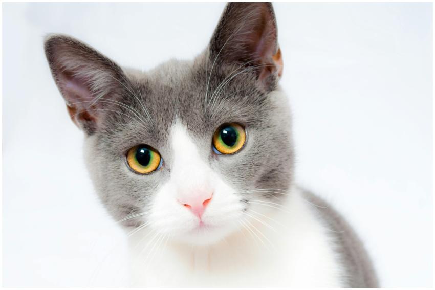 Adorable grey and white cat with striking yellow e