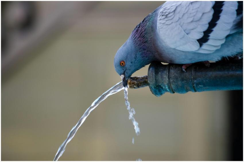 Pigeon drinking from a fountain pipe. Close-up wil