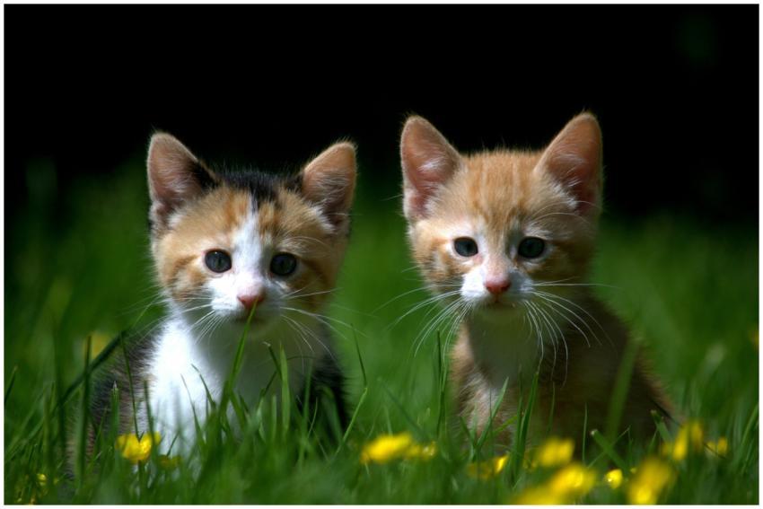 Two cute kittens sit amidst a lush field of grass,