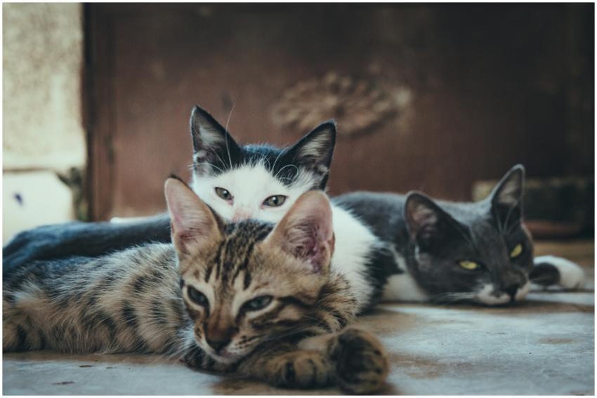 Close-up of three relaxed domestic cats lying toge