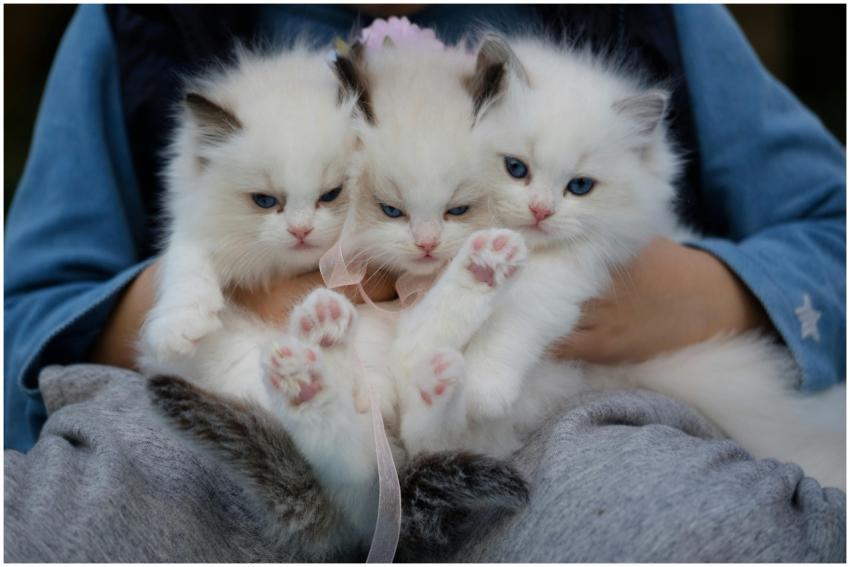Three fluffy ragdoll kittens with blue eyes being
