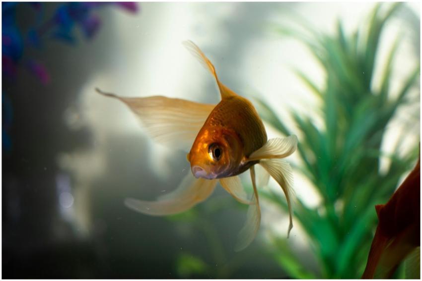 A graceful goldfish swims amidst aquatic plants in