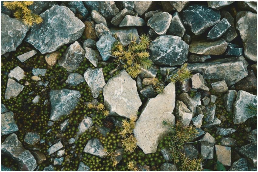 Top view of scattered stones and small plants crea