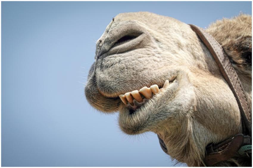 Detailed shot of a camel's face highlighting its n