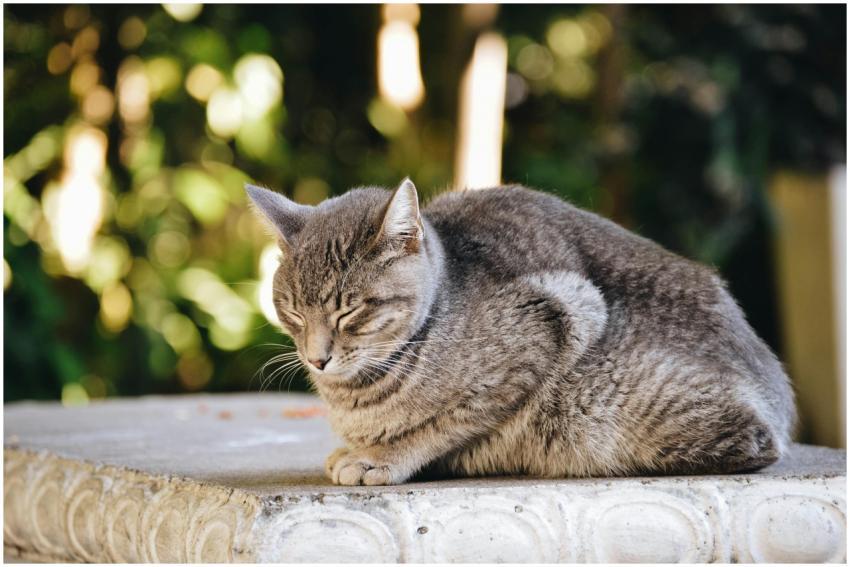 A peaceful tabby cat sleeps on a ledge in soft sun