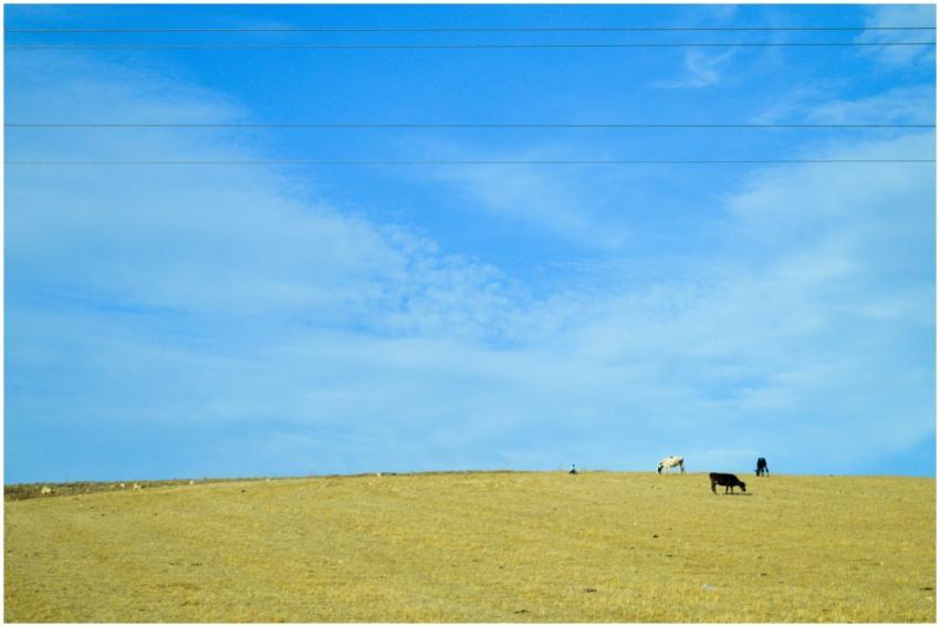 Idyllic rural scene of cows grazing on a dry pastu