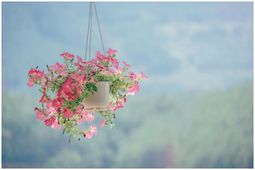 Capture of vibrant pink petunias in a hanging pot