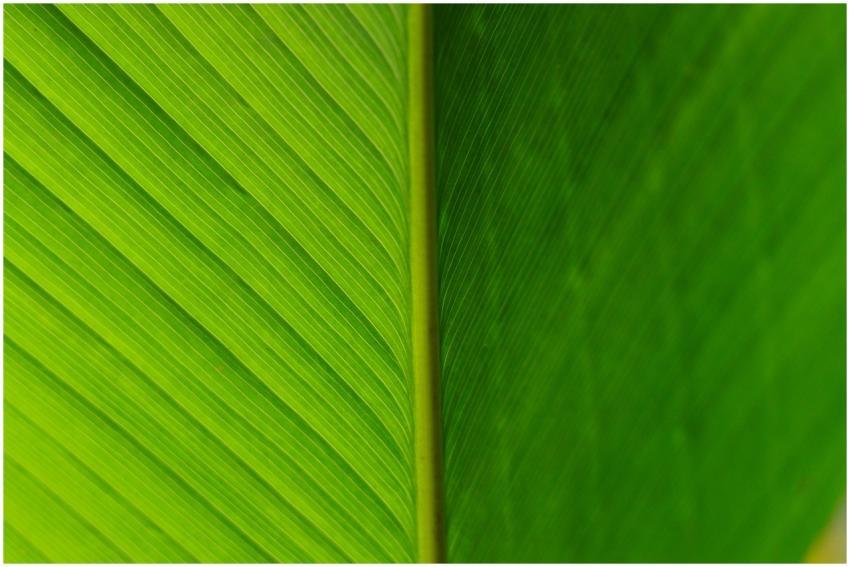 Detailed macro shot showcasing the vivid texture o