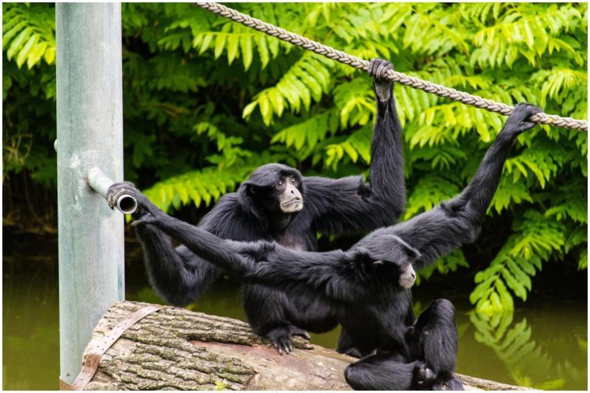 Two siamang gibbons interacting on a log by water