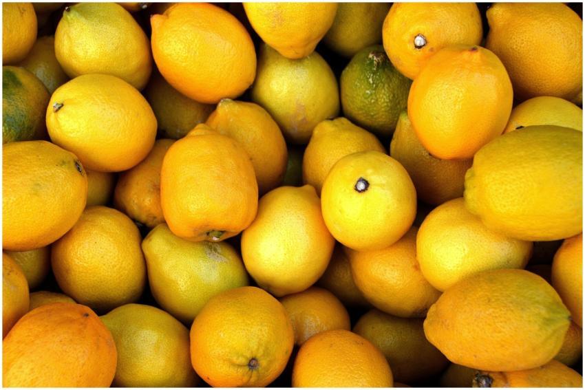 A vibrant close-up of fresh, juicy lemons perfect