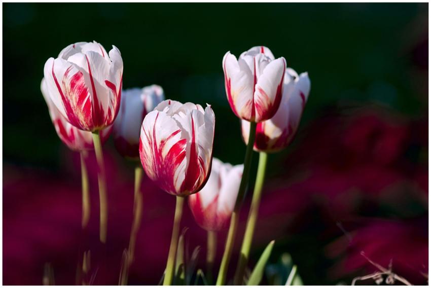 Close-up of elegant red and white tulips blooming