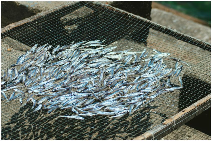 Close-up of sun-dried anchovies on a drying rack i