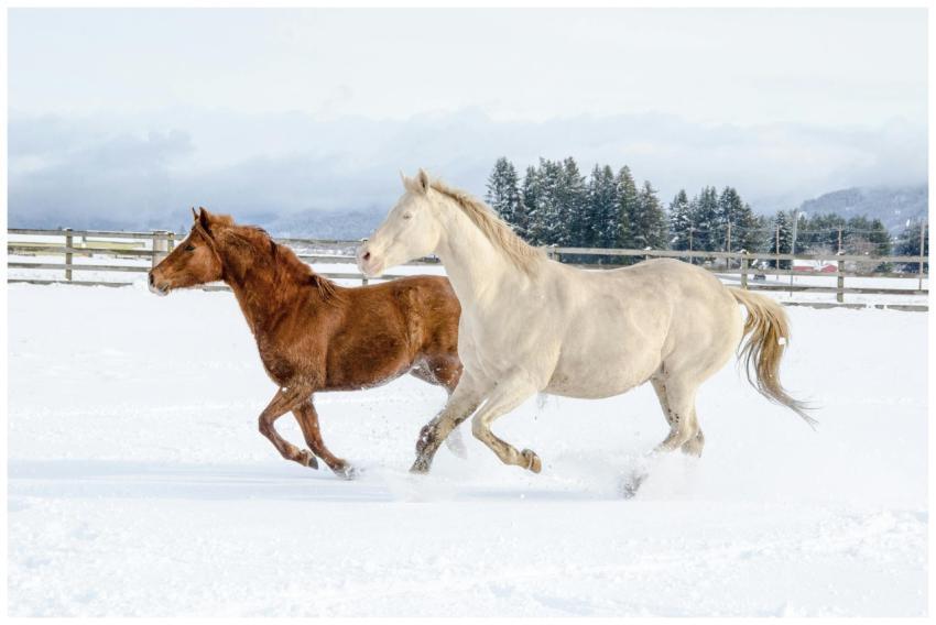 Two horses running through a snowy pasture, showca