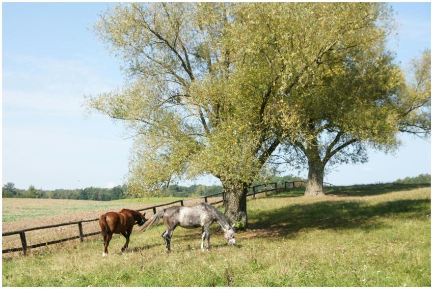 A serene countryside scene with horses grazing nea