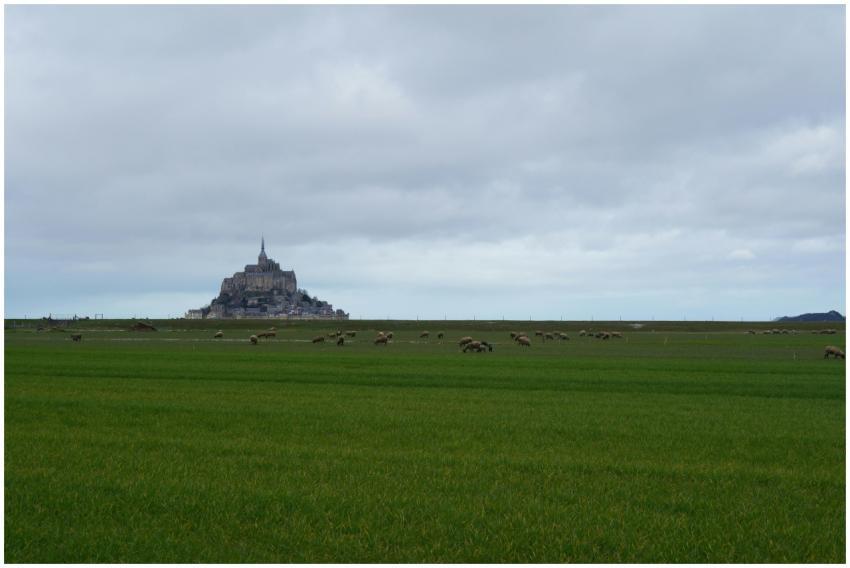 Grazing sheep in a lush green field with Mont Sain