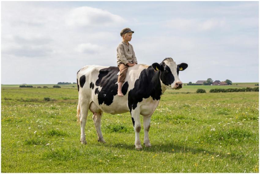 A child rides a Holstein cow in a sunny Schleswig-