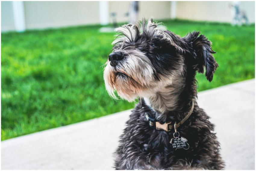 A cute Schnauzer puppy sitting outdoors on a vibra