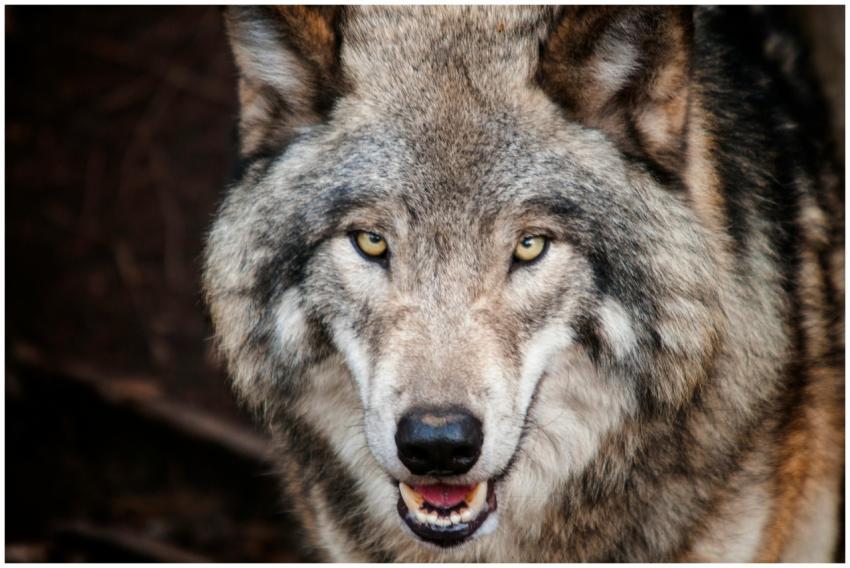 Intense close-up of a wild gray wolf showcasing it