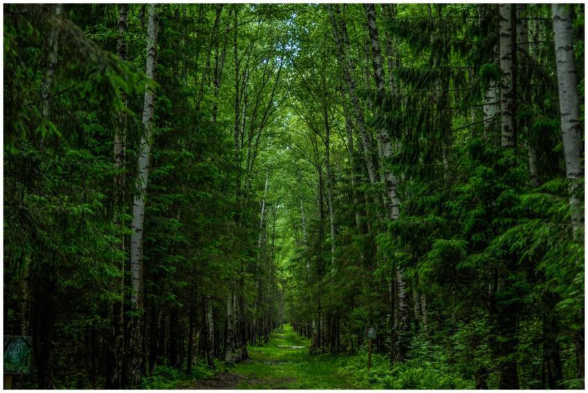 Explore the serenity of a vibrant green forest pat