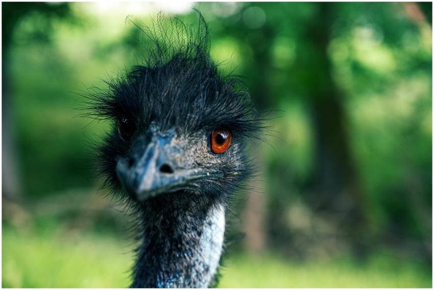 Detailed close-up of an emu's face showing vibrant
