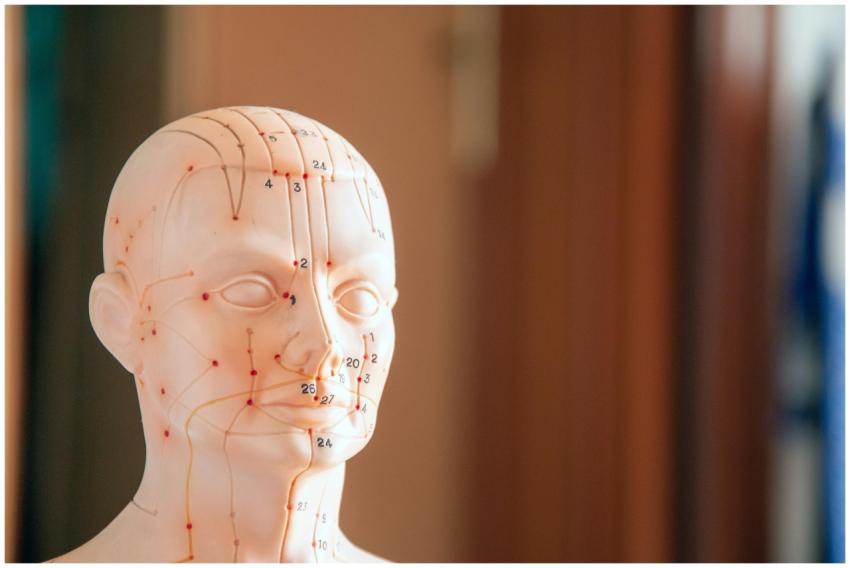 Close-up of a model head showing acupuncture point
