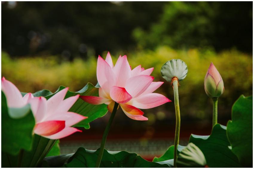 Close-up of a vibrant pink lotus flower with lush