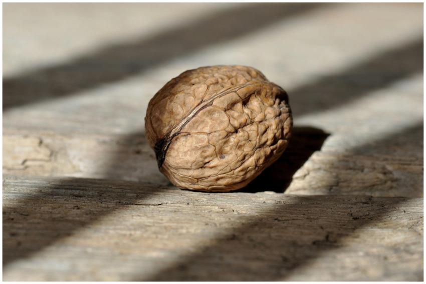 Detailed close-up of a single walnut placed on a r