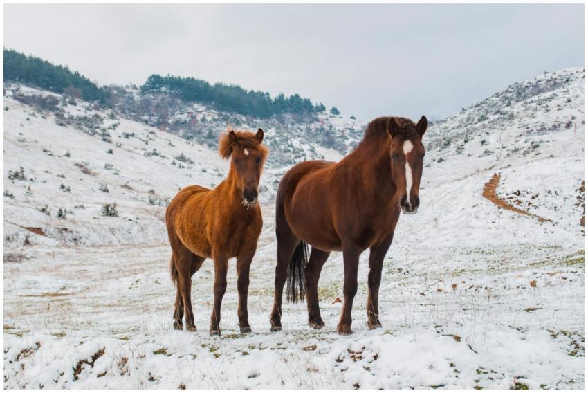 Two brown horses standing in a snow-covered, mount