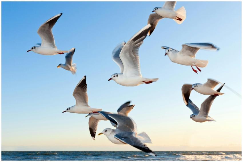 A flock of seagulls gracefully flying over the oce