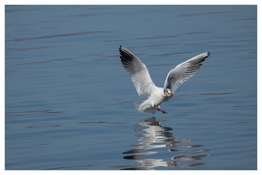 Seagull Waterbird Animal Flight