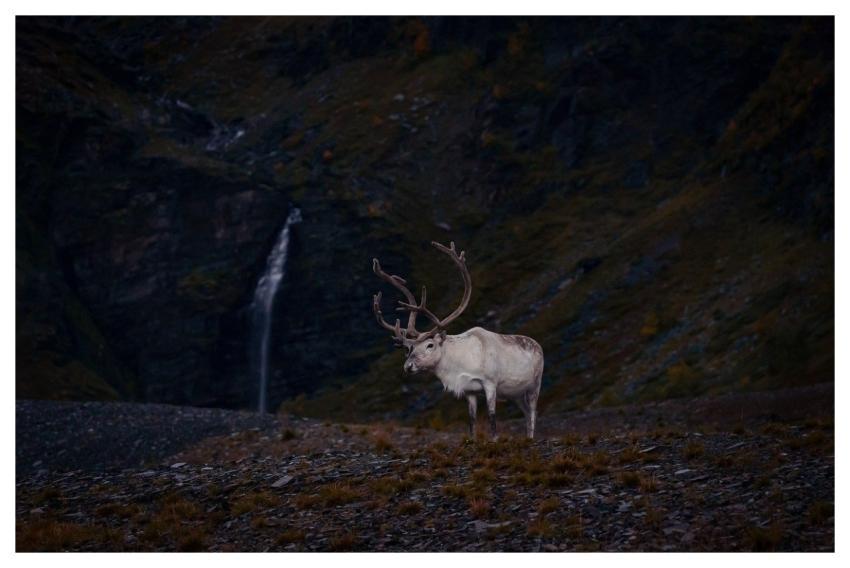 Nature Wildlife Animal Norway
