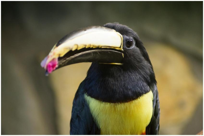 A vibrant toucan perched with its colorful beak an