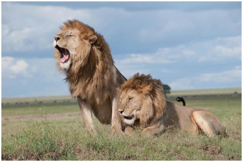 Two majestic lions roaring and relaxing in the vas