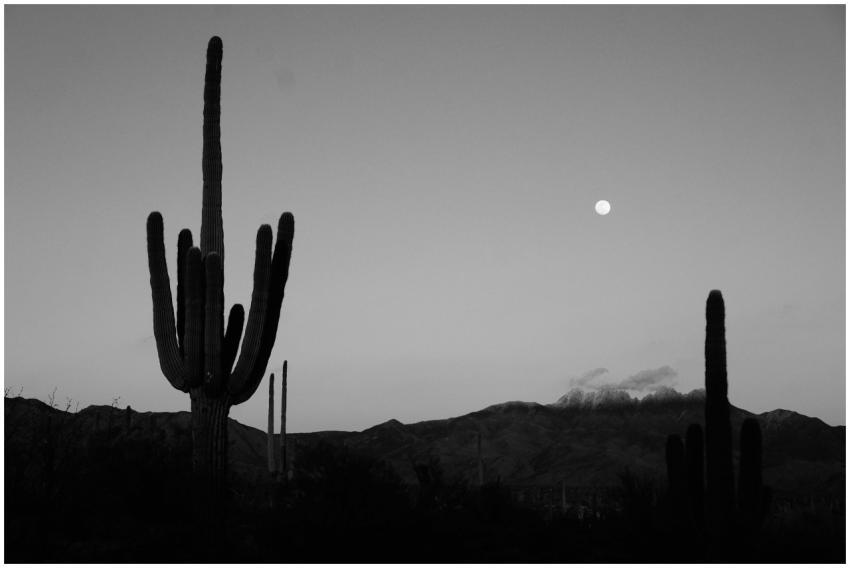 Black and white silhouette of saguaro cacti under