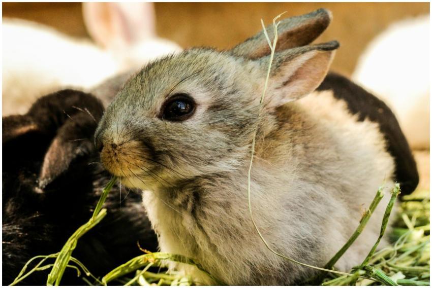 Close-up of a cute young rabbit sitting on fresh g