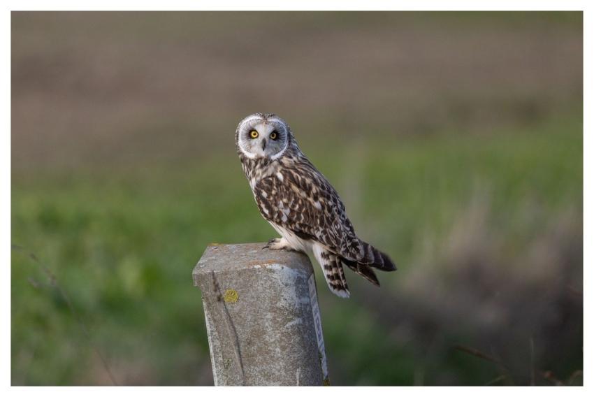 Short-Eared Owl Owl Bird Nature