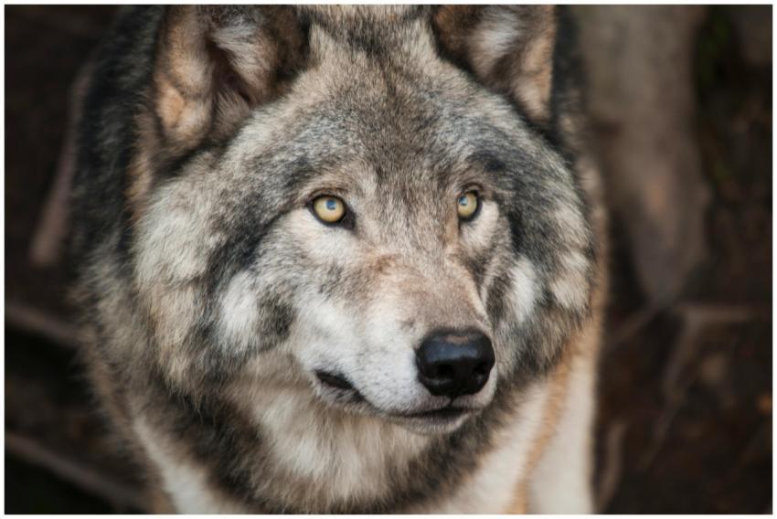 Majestic gray wolf with piercing eyes in a detaile