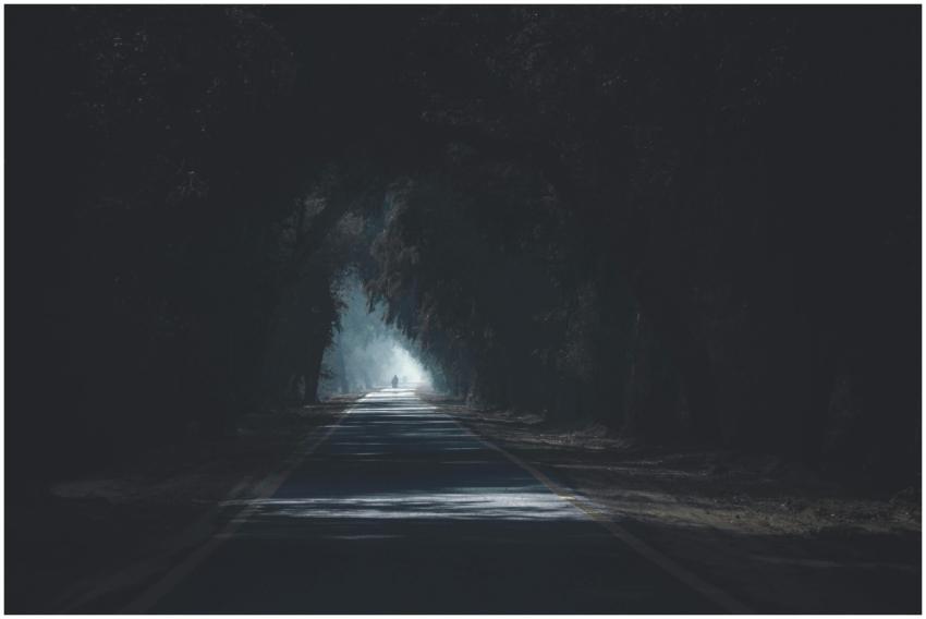 A scenic and atmospheric road with tree silhouette